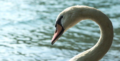 Lugano Swan