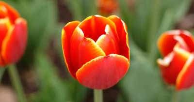 Tulip "Tennessee"
